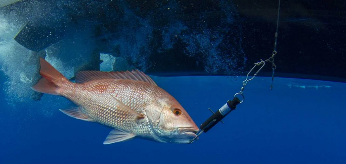 Una victoria bipartidista para la conservación de los peces de arrecife del Golfo