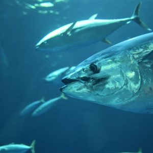 Great Tuna Race Simrad estará presente en toda la geografía española en 2021