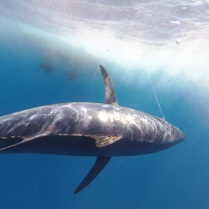 APERS reclama más cuota de atún rojo para la pesca recreativa para el 2021