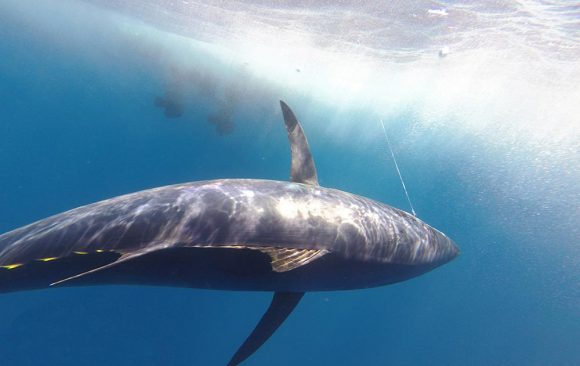 APERS reclama más cuota de atún rojo para la pesca recreativa para el 2021