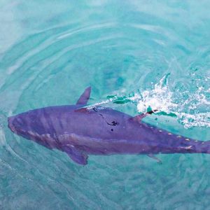 Se cierra de modo precautorio la pesquería recreativa del atún rojo