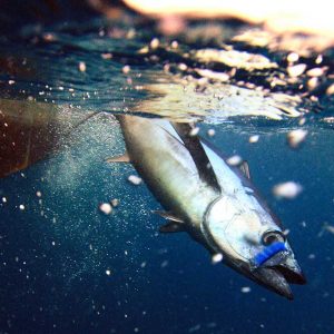 Cierre pesquería de atún blanco – albacoras