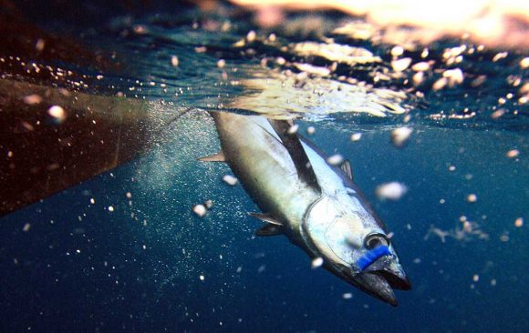Cierre pesquería de atún blanco – albacoras