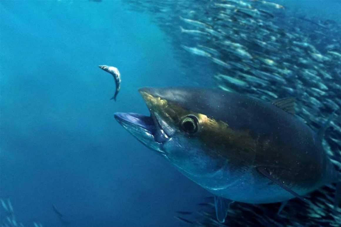 Cierre pesquería del patudo (Thunnus obesus) en aguas del océano Atlántico para la pesca recreativa.