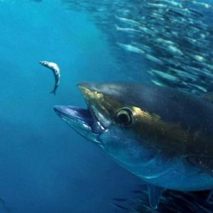 Cierre pesquería del patudo (Thunnus obesus) en aguas del océano Atlántico para la pesca recreativa.