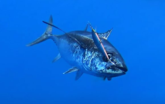 Limitación excesiva de la cuota de atún blanco para la pesca recreativa. APERS actúa.